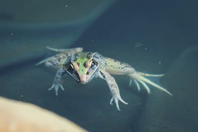 High angle view of turtle swimming in water