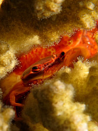 Close-up of crab in sea