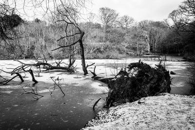 Bare trees by lake against sky