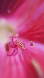 Extreme close-up of pink flower