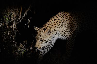 Leopard in the wild at night