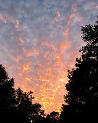 Low angle view of silhouette trees against sky at sunset