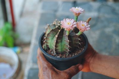 Cropped hand of person holding cactus flower pot
