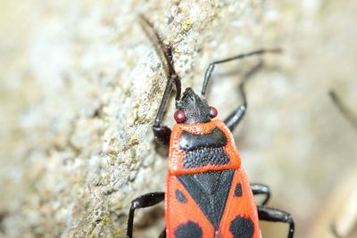 Close-up of firebug