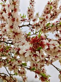 Close-up of tree