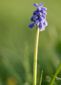 Close-up of purple flowering plant