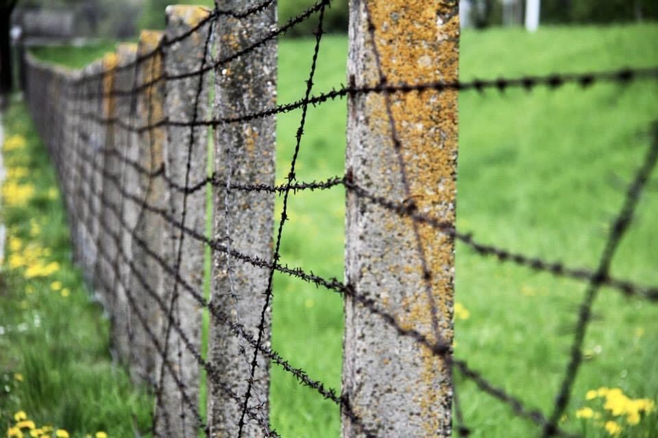 CLOSE-UP OF FENCE ON PLANT