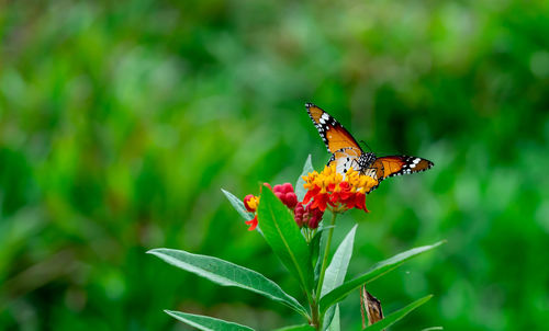 Close-up of butterfly pollinating on flower