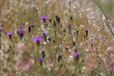 Close-up of purple flowering plants on field