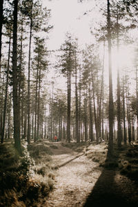 Trees in forest