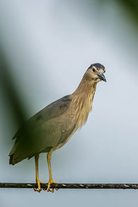 Close-up of bird perching on railing against sky