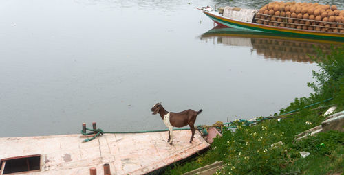 High angle view of dog on lake