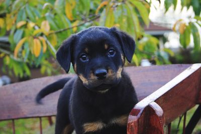 Portrait of puppy sitting outdoors