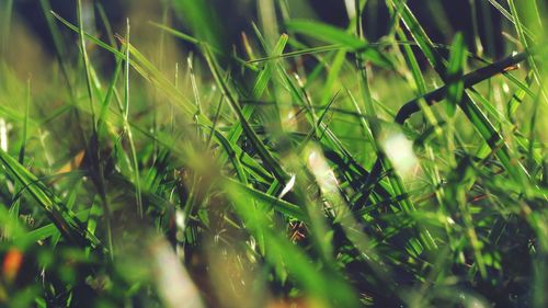Close-up of fresh green plants