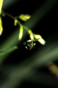 Close-up of water drop on leaf