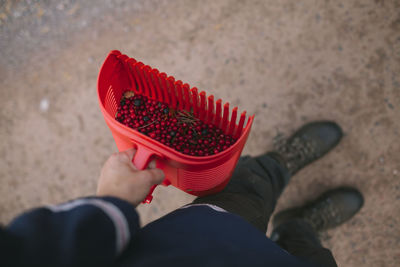 Hand holding berry picker with lingonberries