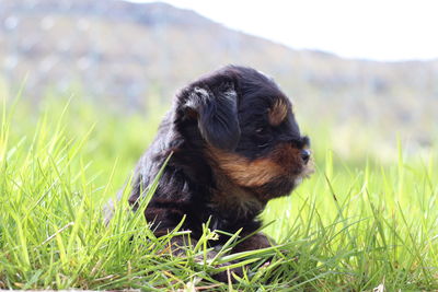 Dog lying on grass