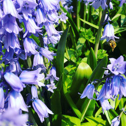 Close-up of purple flowering plants