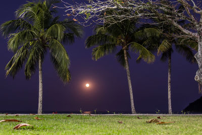 Palm trees at night