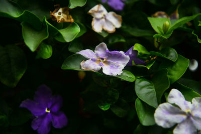 Close-up of purple hydrangea blooming outdoors