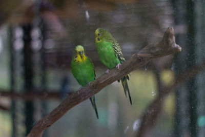 Bird perching on branch