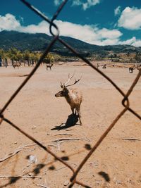 View of deer on fence against cloudy sky