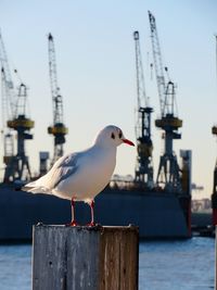 Seagull perching on wooden post at harbor against clear sky