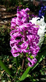 Close-up of purple flowers