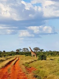 View of giraffe on a field against sky