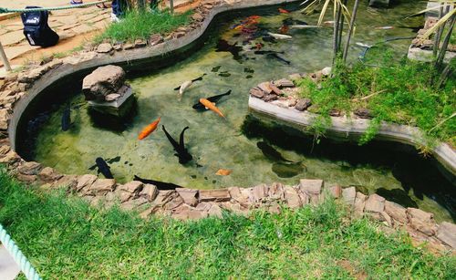 Koi carp swimming in a pond