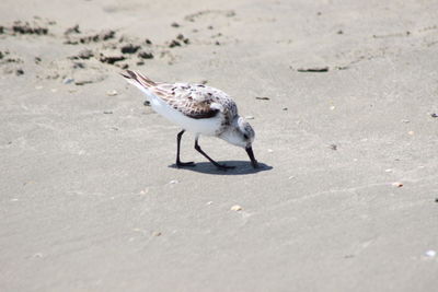 Bird on sand at beach