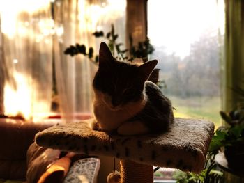 Close-up portrait of cat relaxing