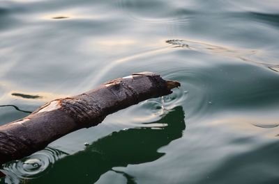 High angle view of a turtle swimming in lake