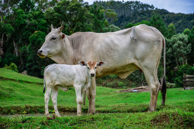 Cows standing on field