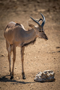 Male greater kudu walks towards salt block
