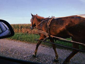 Horse in the rural road