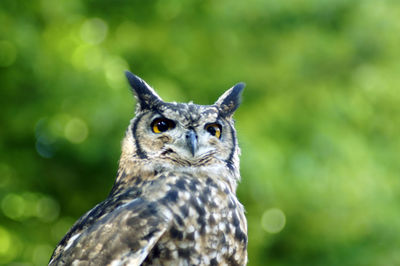 Close-up portrait of owl