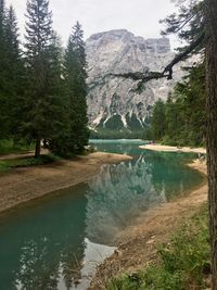 Scenic view of lake in forest