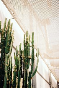 Close-up of plants