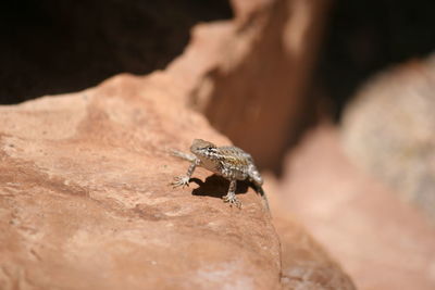 Close-up of lizard on rock