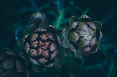 Close-up of wilted artichoke plant