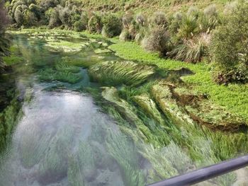 River flowing through forest