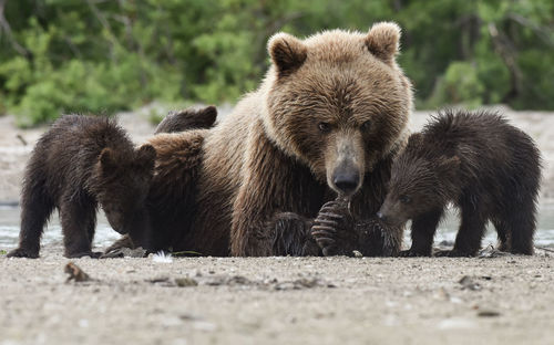 Grizzly bear with cubs on ground