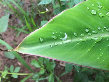 Close-up of raindrops on leaves