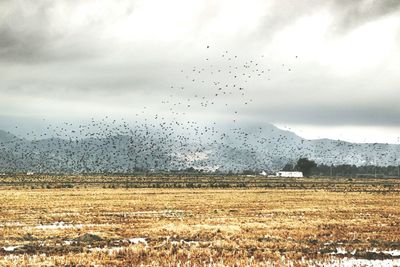 Flock of birds flying over landscape