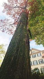 Close-up of tree against sky