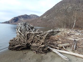 Driftwood on beach against sky