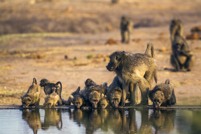 Monkeys in a lake