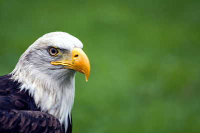 Close-up of eagle against blurred background