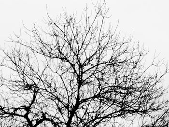 Low angle view of silhouette bare tree against clear sky